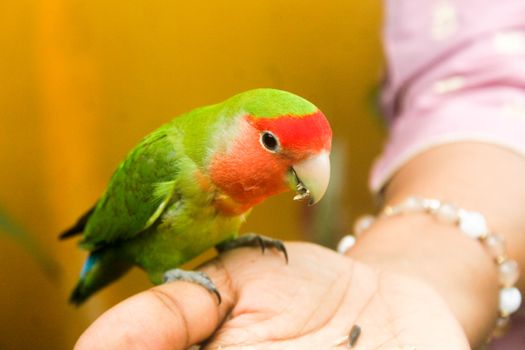 parrot photo