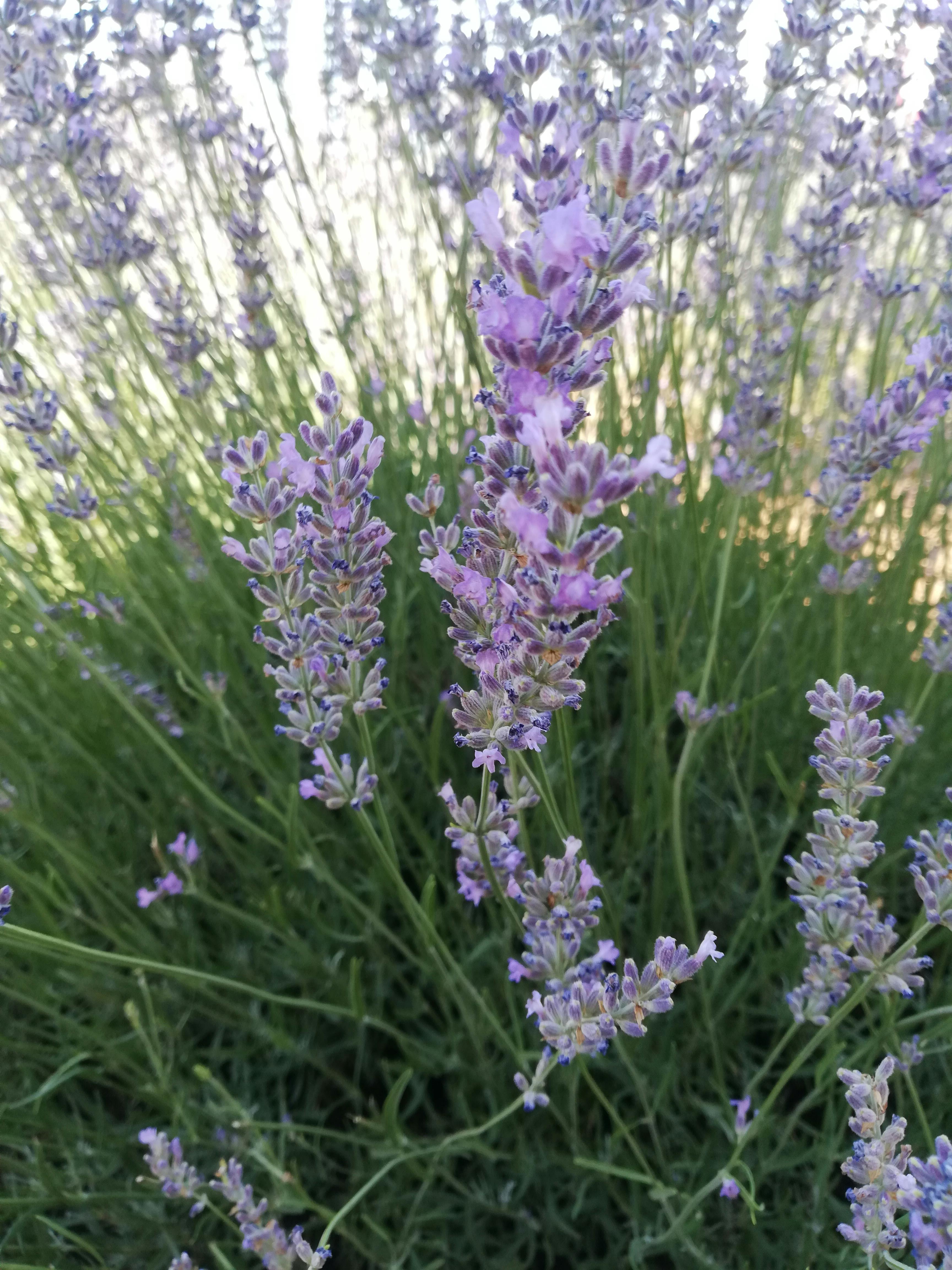 Lait Radiance — hydratation quotidienne