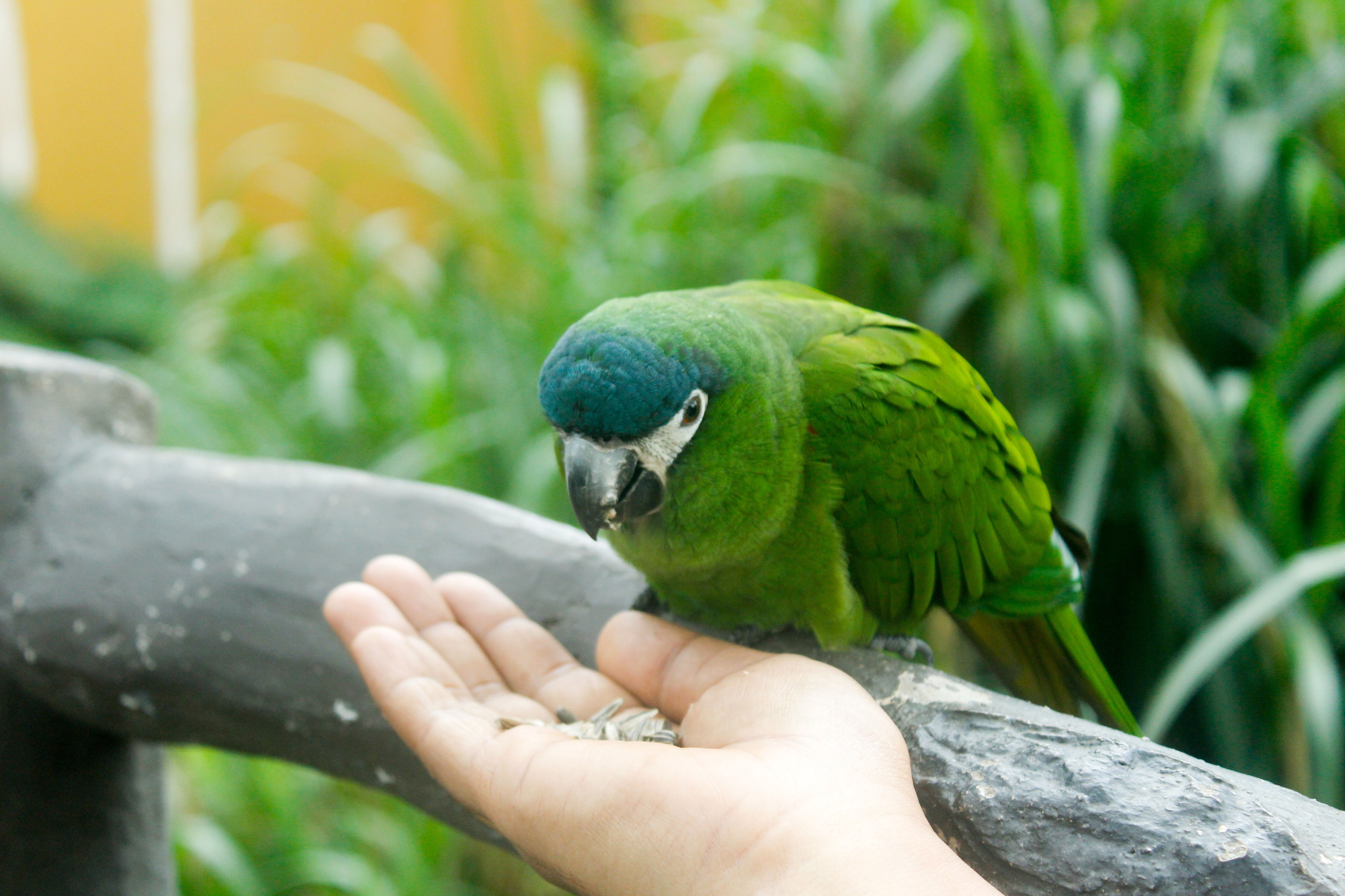 Best Interactive Bird Feeders for Parrots (2026) – Durable, Engaging Picks That Keep Your Parrot Busy