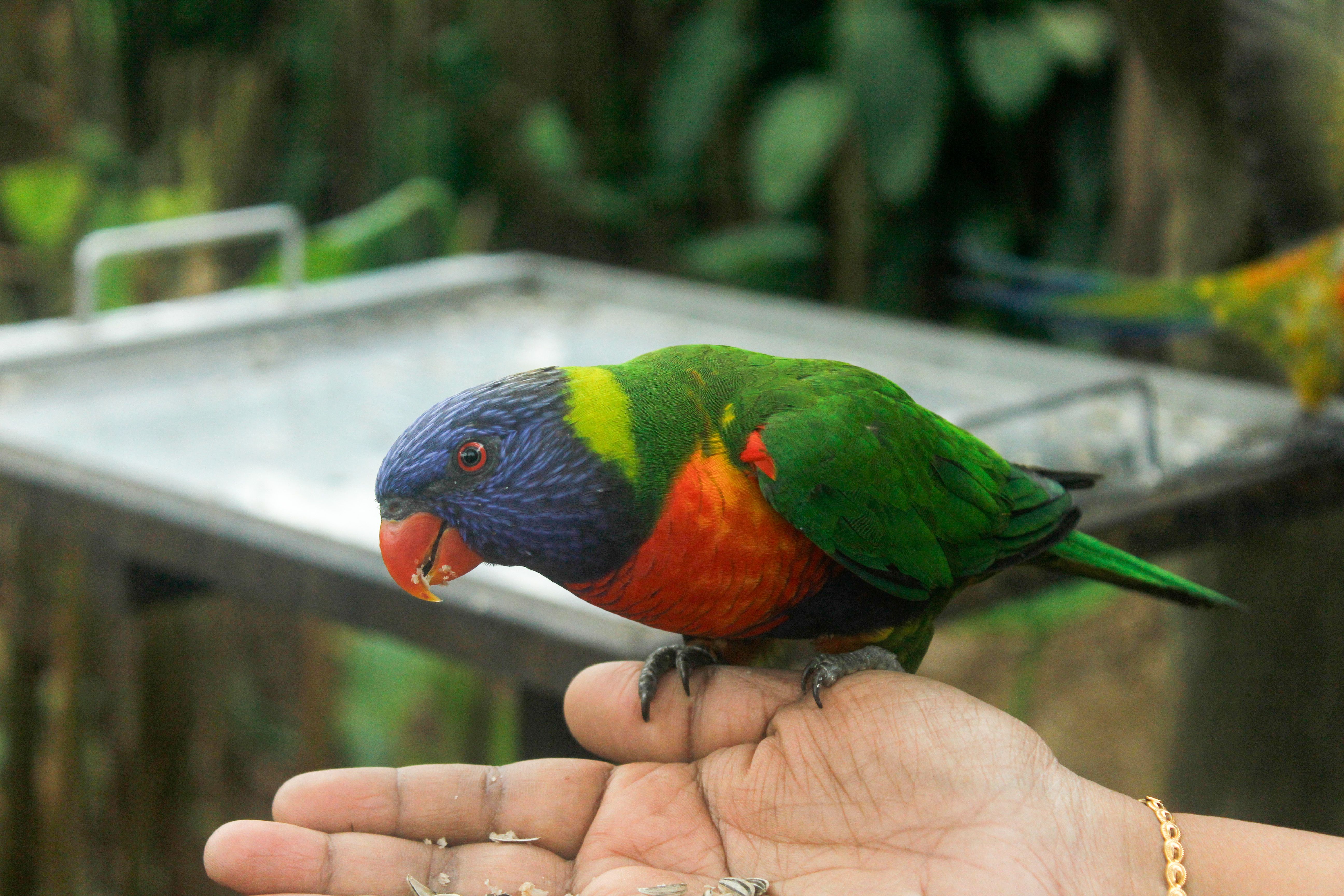 A vibrant lorikeet perches on a hand, showcasing interaction in nature.
