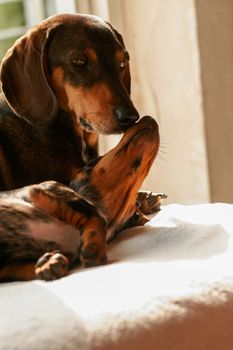 Two dachshunds share a tender moment bathed in warm sunlight indoors.