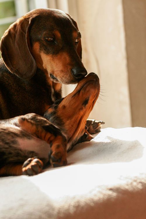 Free Two dachshunds share a tender moment bathed in warm sunlight indoors. Stock Photo