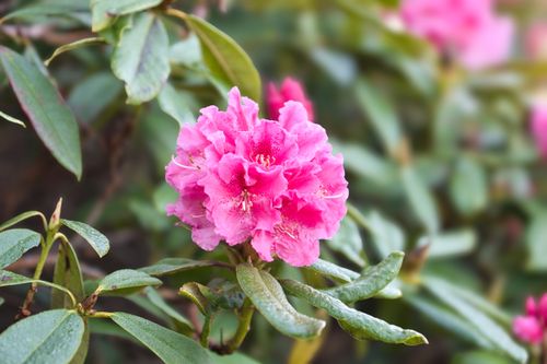 Free Close-up of vibrant pink rhododendron flowers in full bloom during spring. Stock Photo