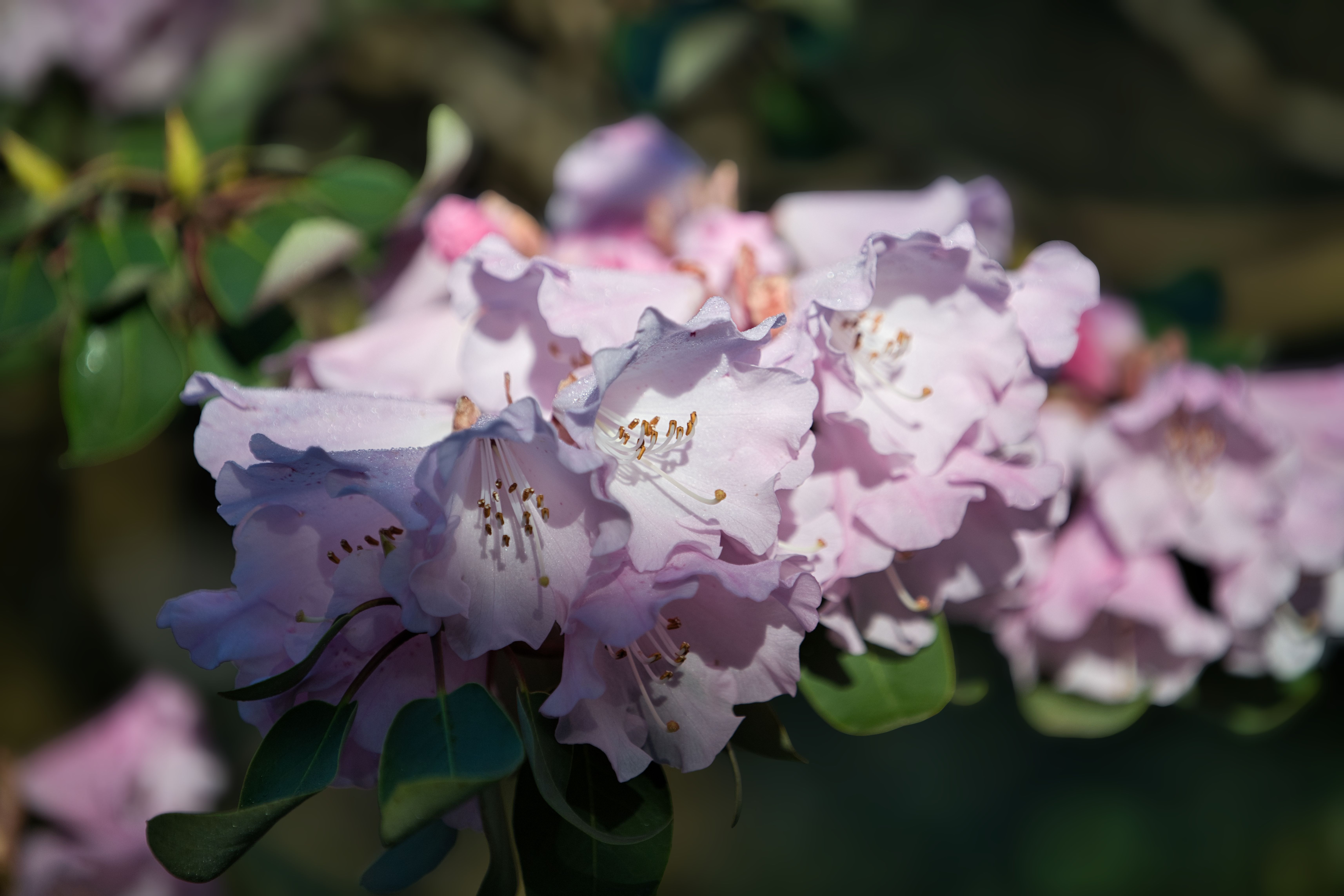 Close-up of Blooming Pink Rhododendron Flowers · Free Stock Photo