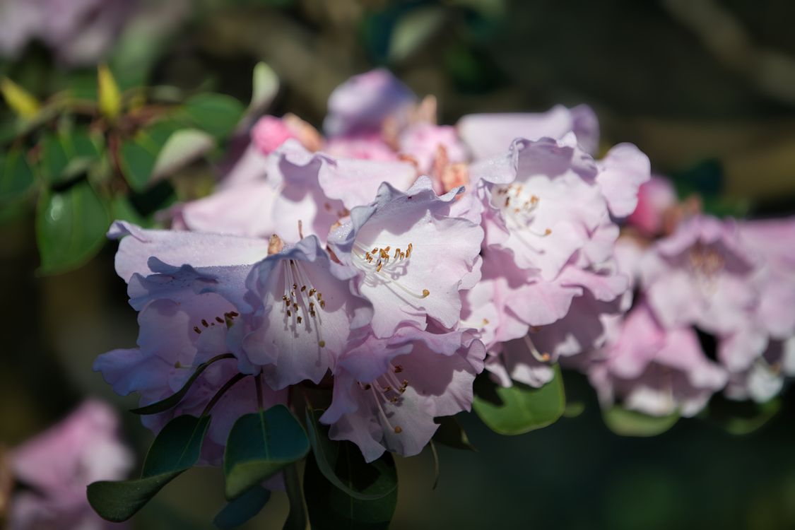 Pink Rhodos Close-up of Blooming Pink Rhododendron Flowers · Free Stock Photo