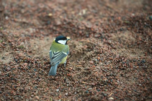 Free Close-up of a great tit bird on pebbly ground, showcasing natural wildlife. Stock Photo