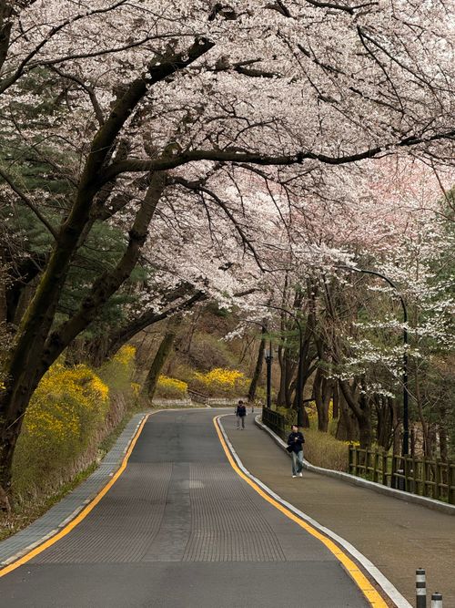 Free Cherry blossoms in full bloom line a quiet road with a few pedestrians in Seoul, South Korea. Stock Photo