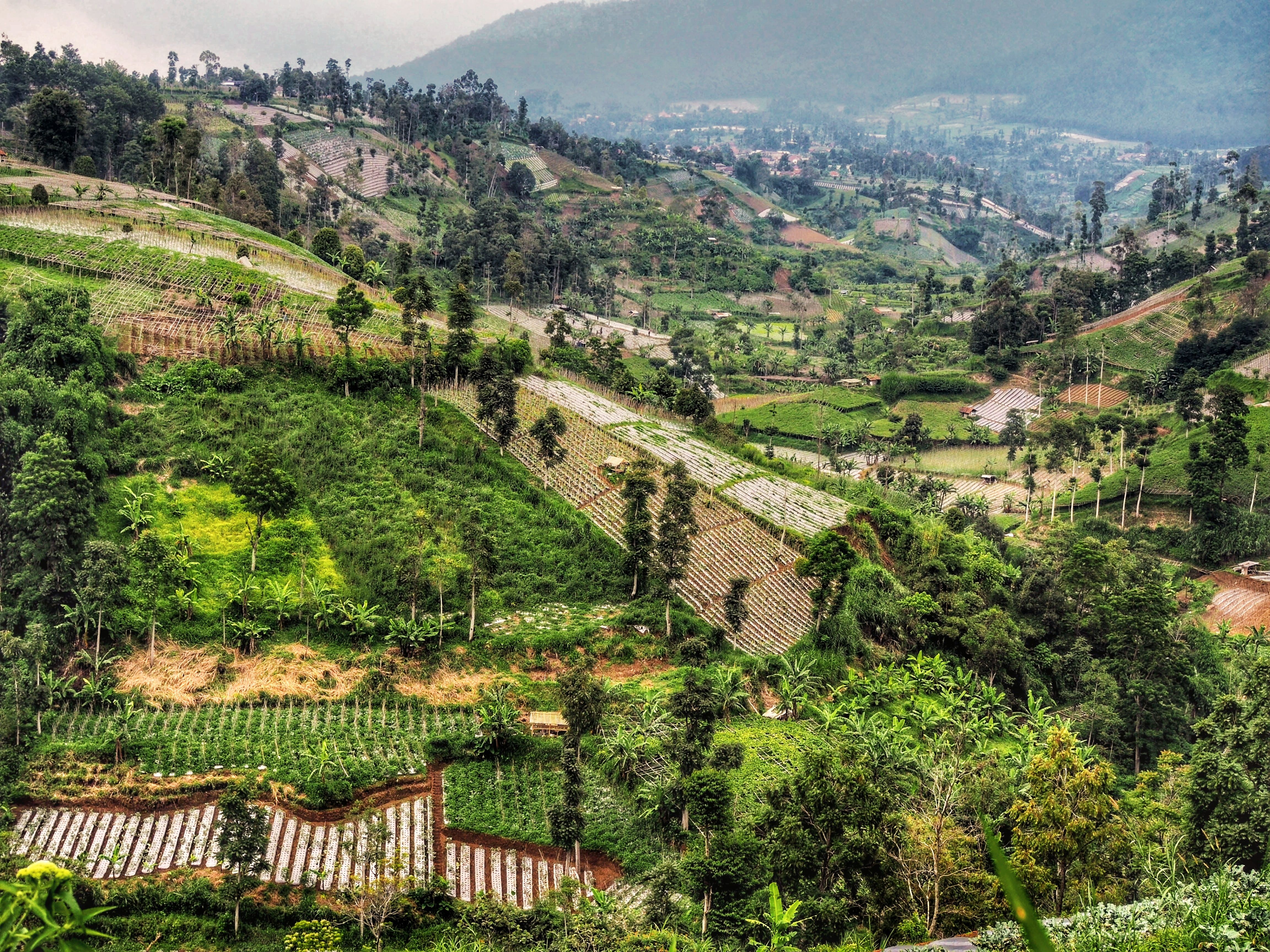 From Bandung Private Lembang Sunrise and Hot Springs Trip