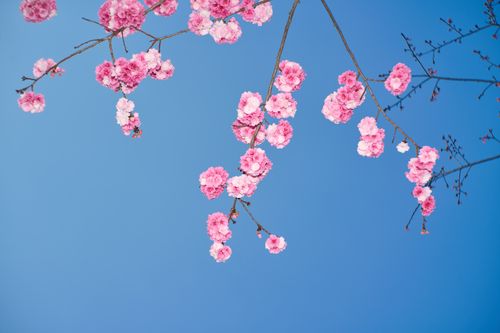 Free Pink cherry blossoms on branch set against a vibrant clear blue sky. Captures the essence of spring. Stock Photo