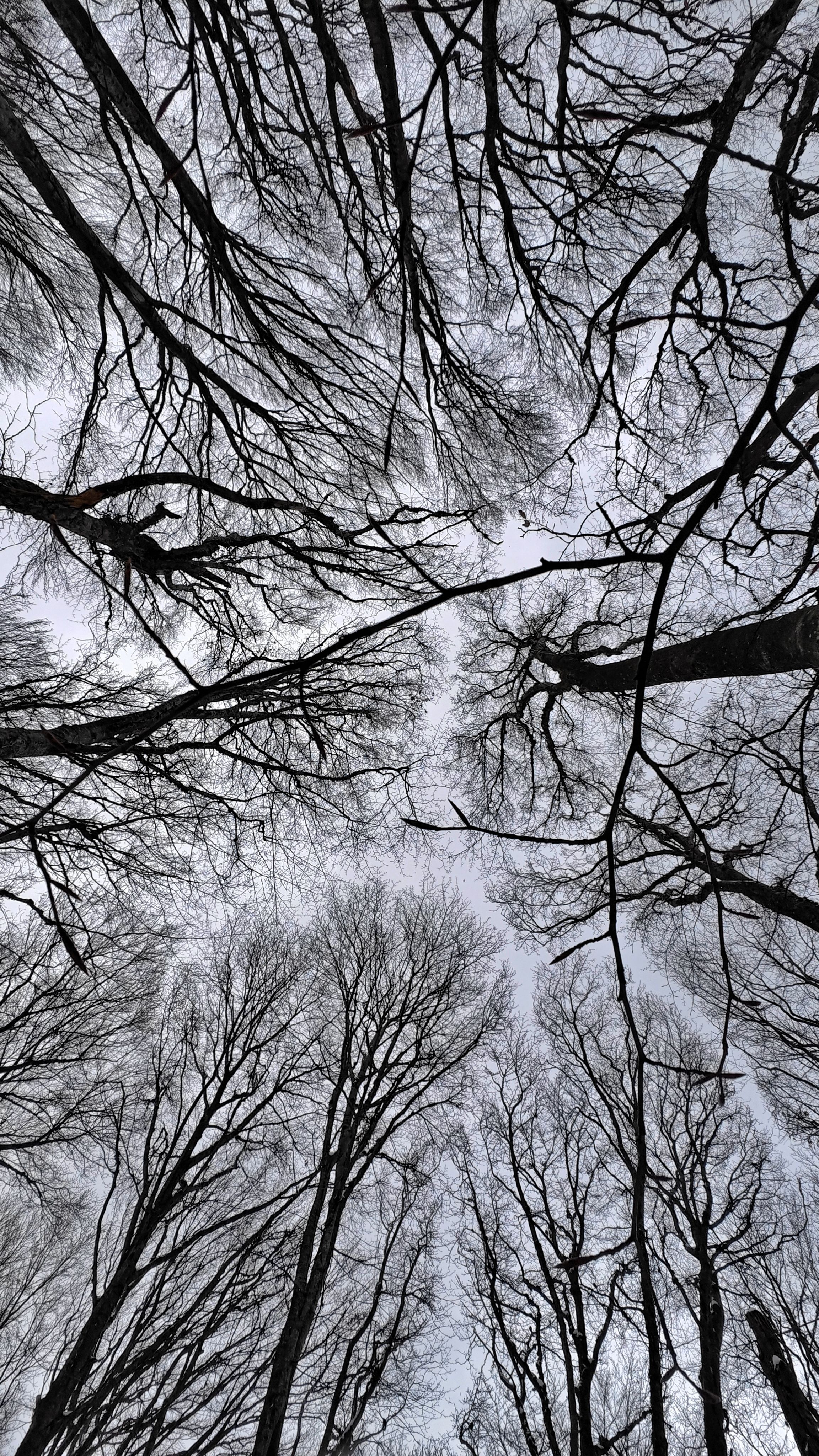 Fotomural Al contemplar los dramáticos árboles sin hojas en invierno, que crean una intrincada red de ramas contra el cielo.