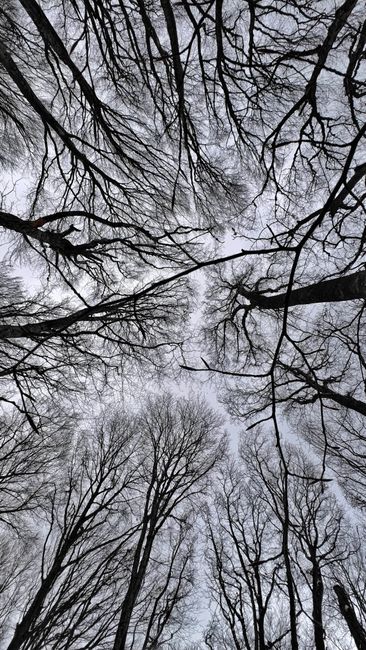 Fotomural Al contemplar los dramáticos árboles sin hojas en invierno, que crean una intrincada red de ramas contra el cielo.