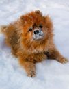 可爱的博美犬在雪地里享受着户外生活，和毛茸茸的朋友一起度过冬天