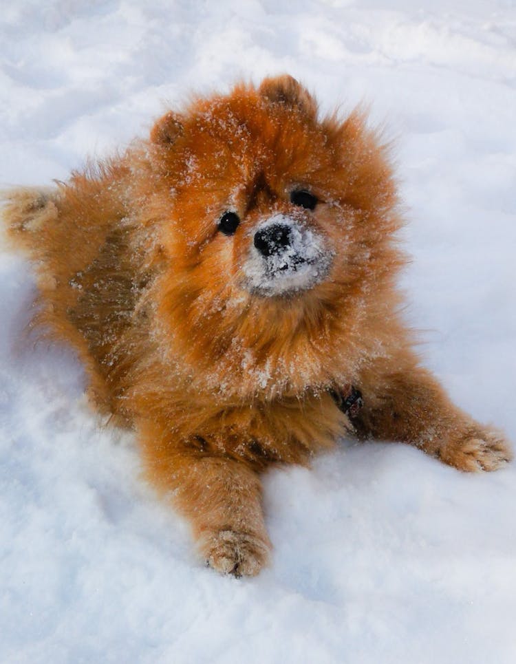 Brown Pomeranian Lying On Snow
