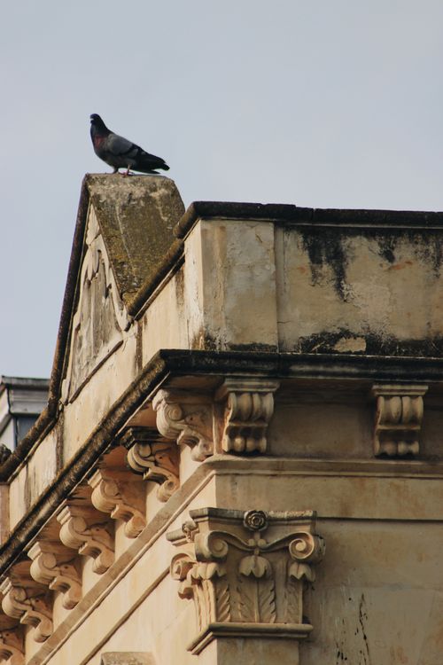 Free A pigeon sits atop an ornate historic building facade under a clear sky. Stock Photo