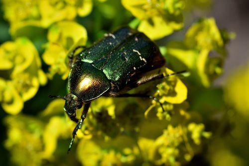 Free Close-up of a metallic green beetle on bright yellow flowers in Wahlstedt, Germany. Stock Photo