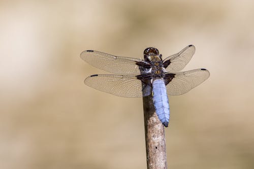 Бесплатное стоковое фото с libellula depressa, голубой, дикая природа