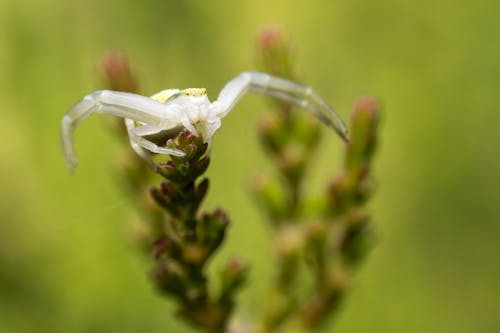白蜘蛛在绿色的植物
