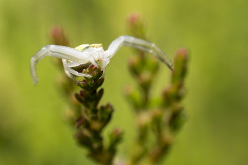 Witte Spin Op Groene Plant