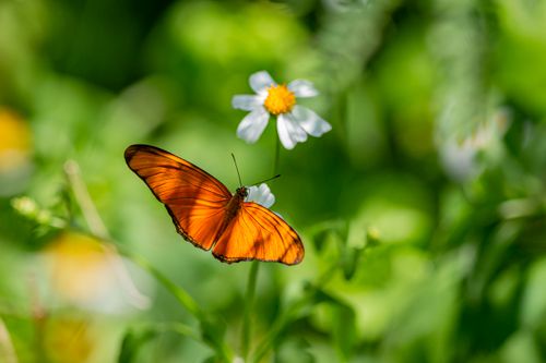 Free A vibrant orange butterfly perched delicately on a white flower in a lush Thai garden. Stock Photo