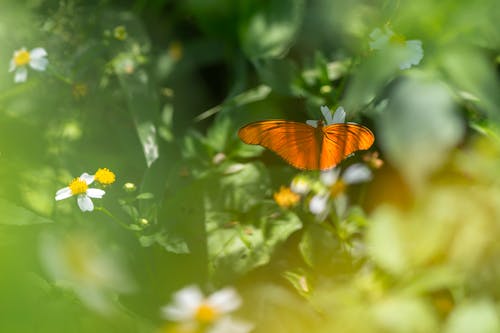 Бесплатное стоковое фото с антенны, апельсин, бабочка