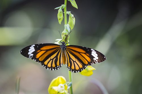 Monarch Butterfly Perched on Yellow Flower in Close Up Photography