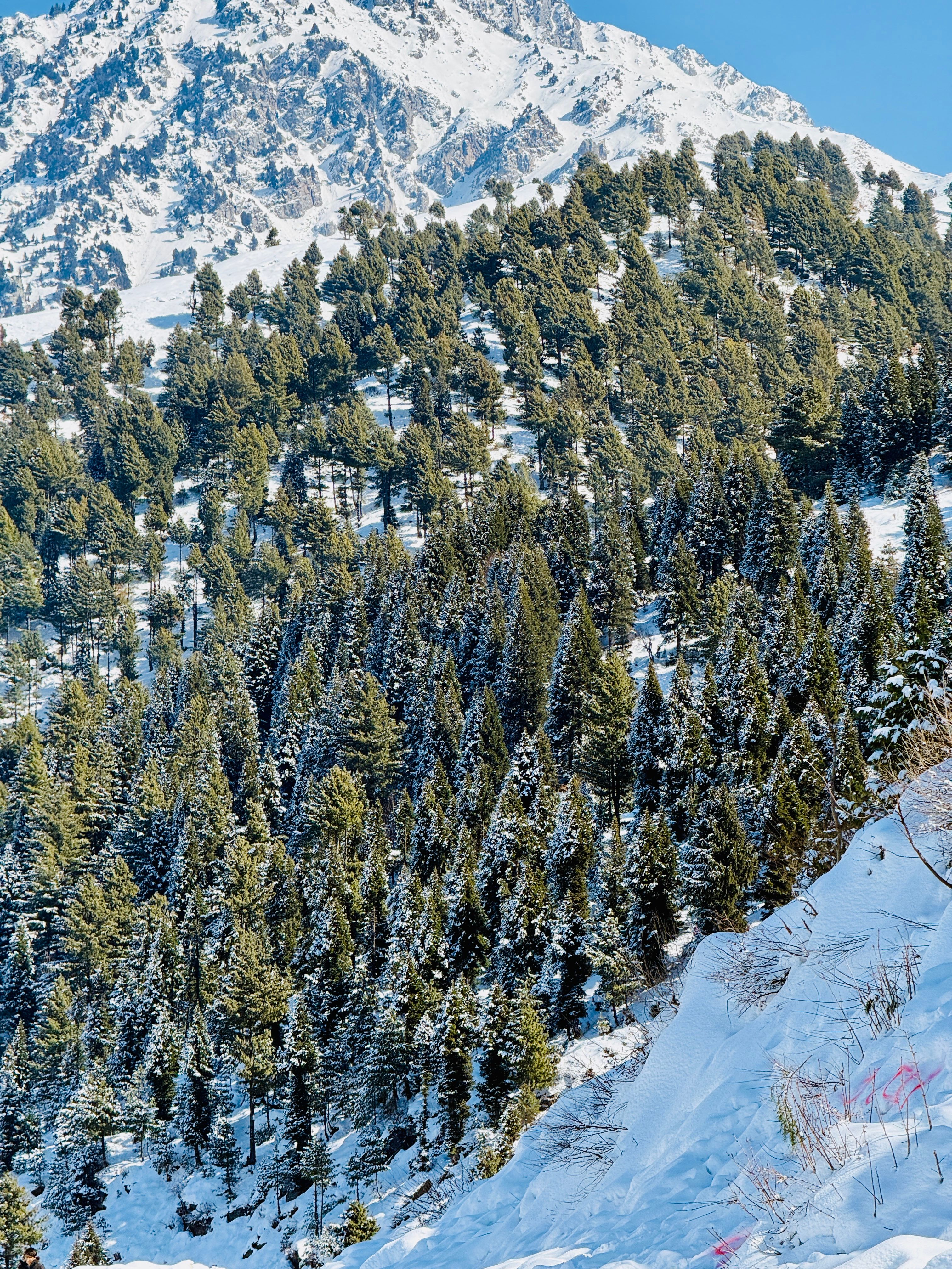 Snow-Covered Pine Forest with Majestic Mountain · Free Stock Photo