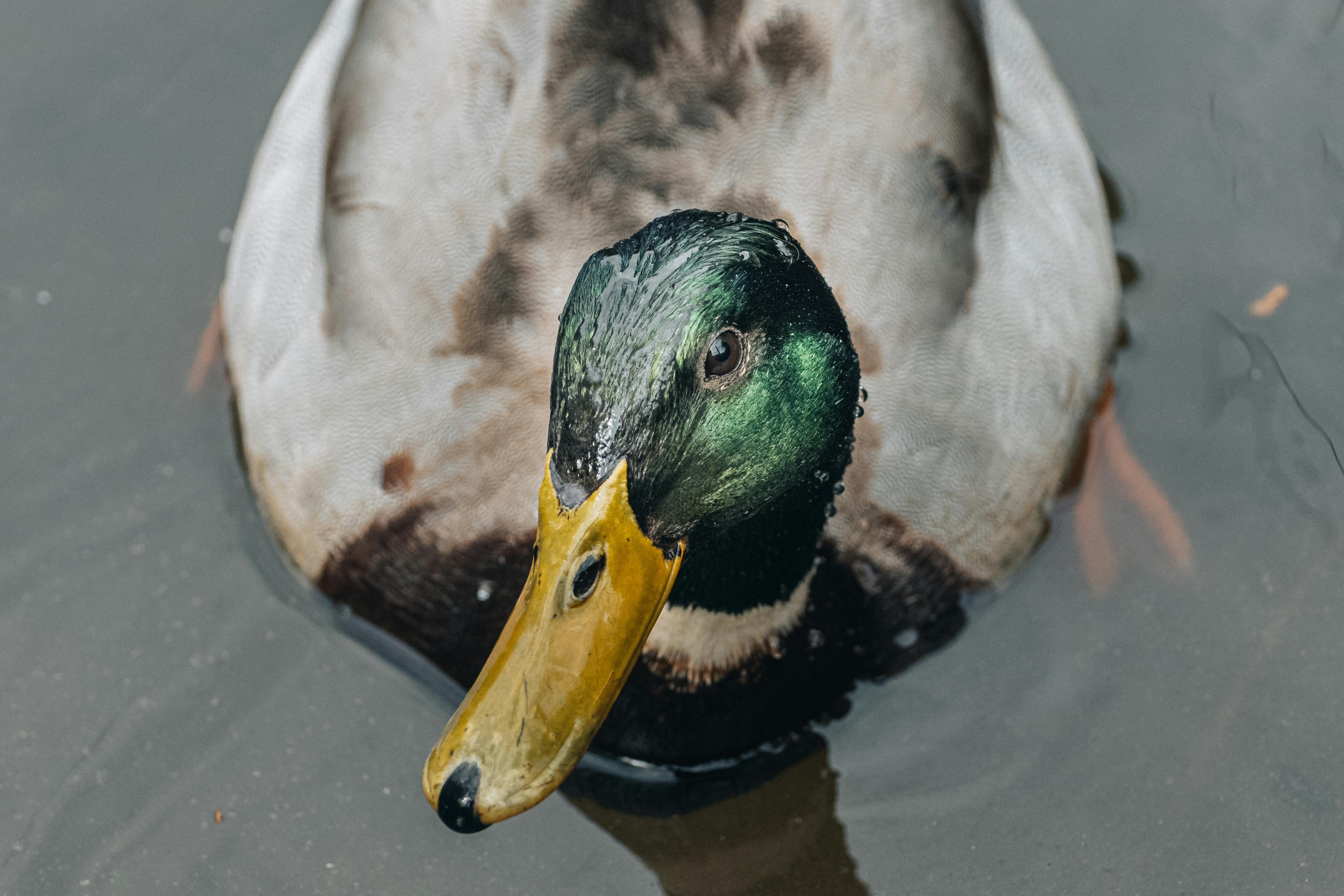 2012 Review of Drake Software — Drake Tax — Photo by Serhat Aktepe on Pexels