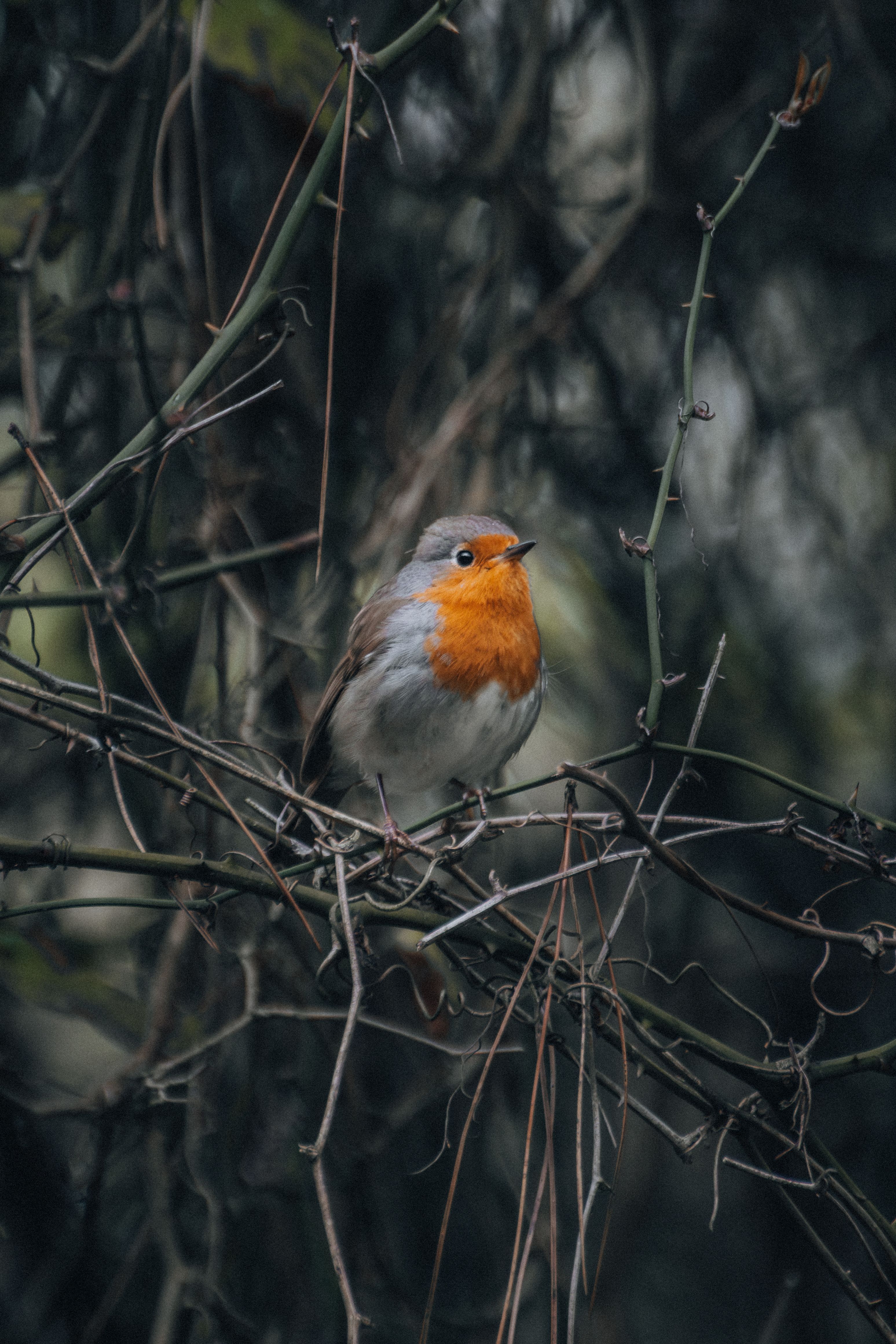 A European Robin perched on a branch amidst dense foliage in İstanbul. Captured with detailed focus.