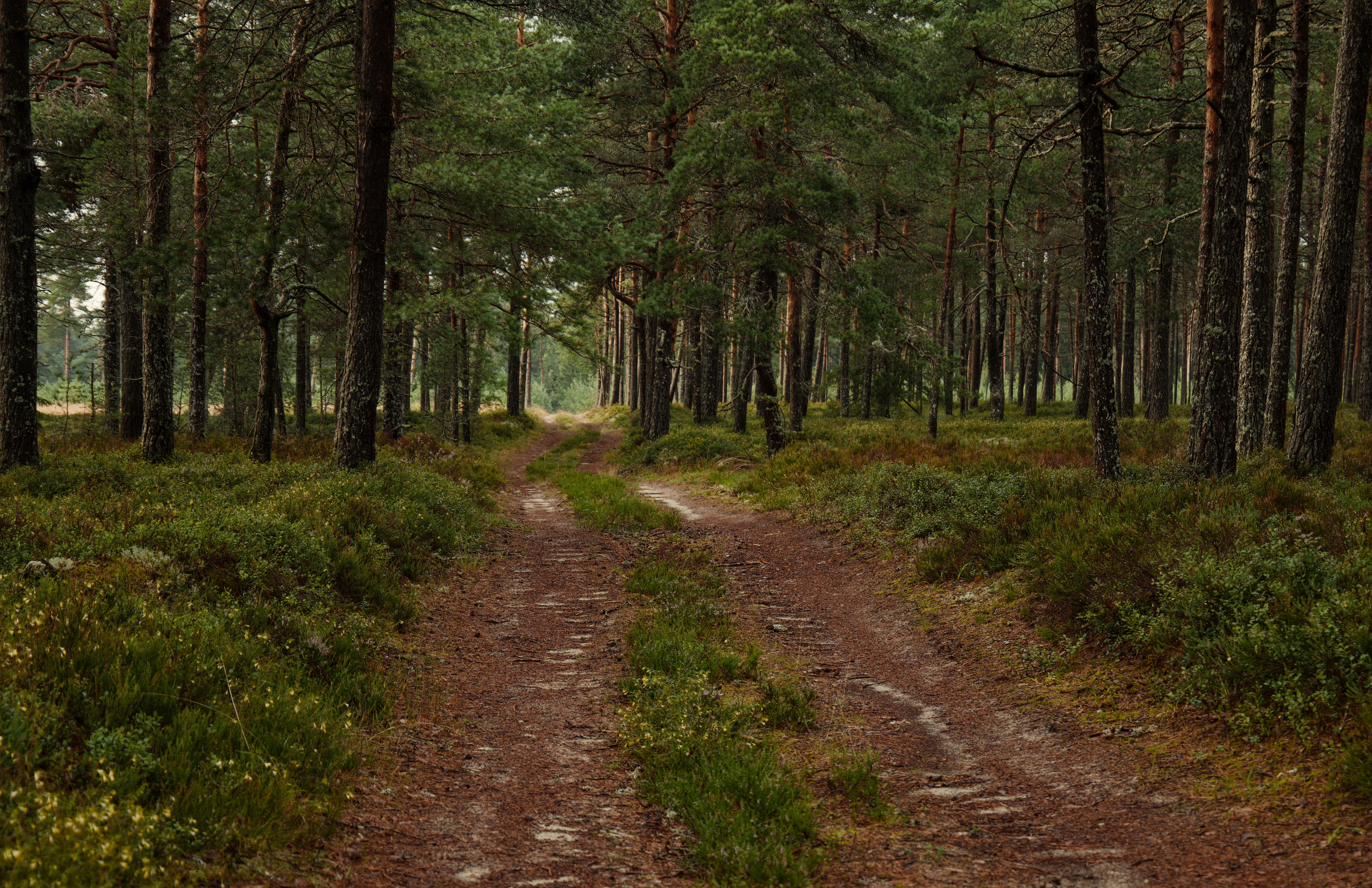 Overland Track – Tasmanie