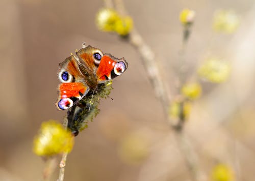 Бесплатное стоковое фото с inachis io, бабочка, бабочки