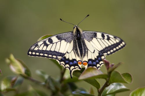 Бесплатное стоковое фото с бабочка, бабочки, дикая природа