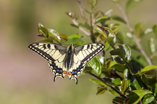 Бесплатное стоковое фото с бабочка, бабочки, дикая природа