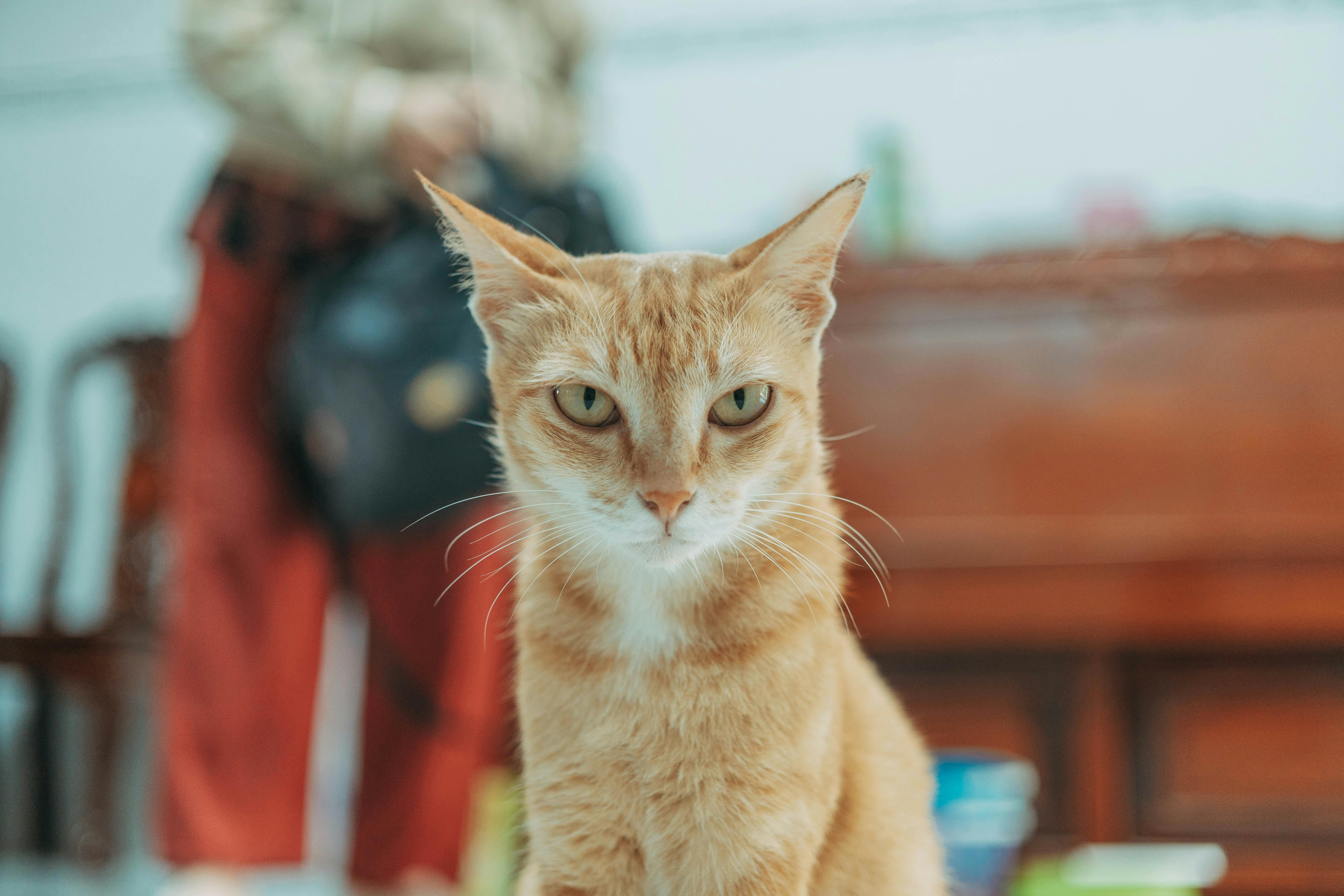 A ginger cat calmly sits indoors, looking directly at the camera, showcasing its serene demeanor.