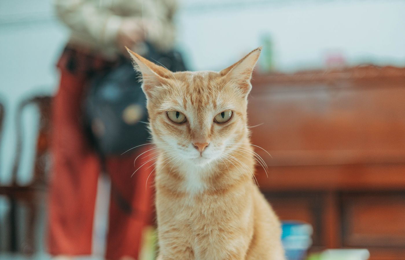 A ginger cat calmly sits indoors, looking directly at the camera, showcasing its serene demeanor.