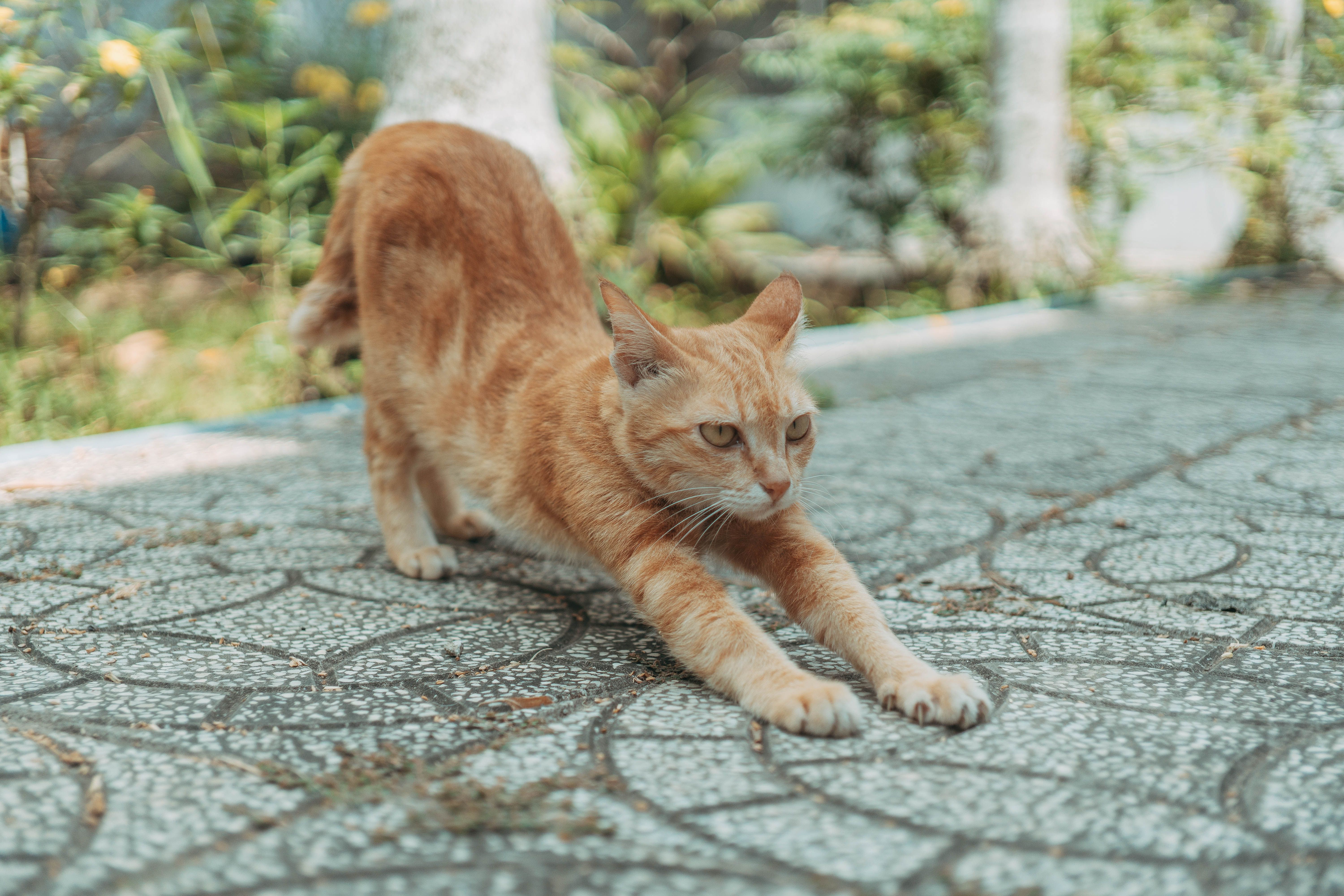 cats stretch they approach