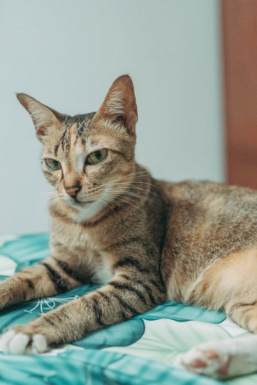 Free A tabby cat leisurely reclines on a patterned bedspread in a comfortable indoor setting. Stock Photo