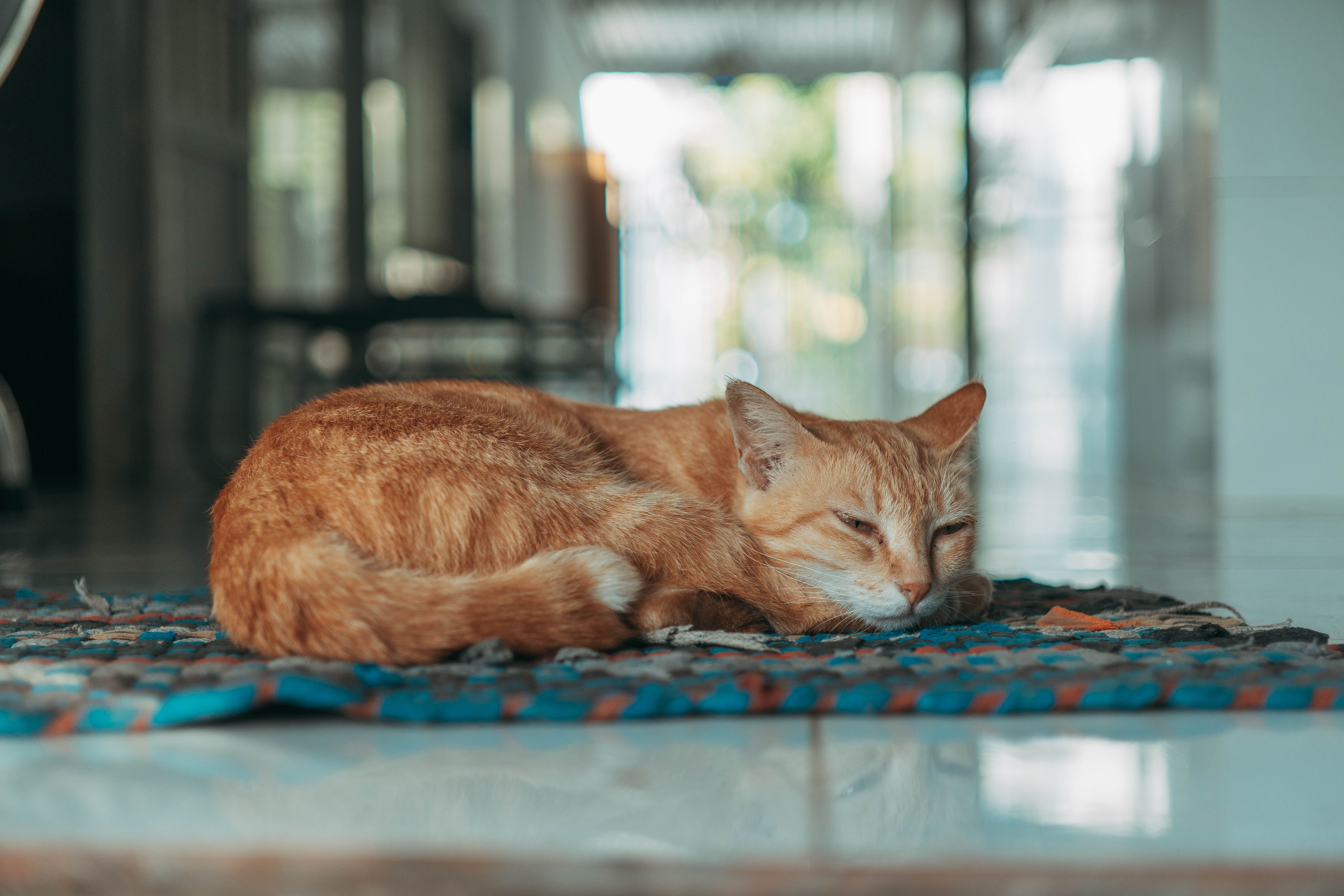 キャリーバッグに入る猫