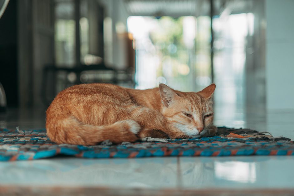 キャリーバッグに入る猫