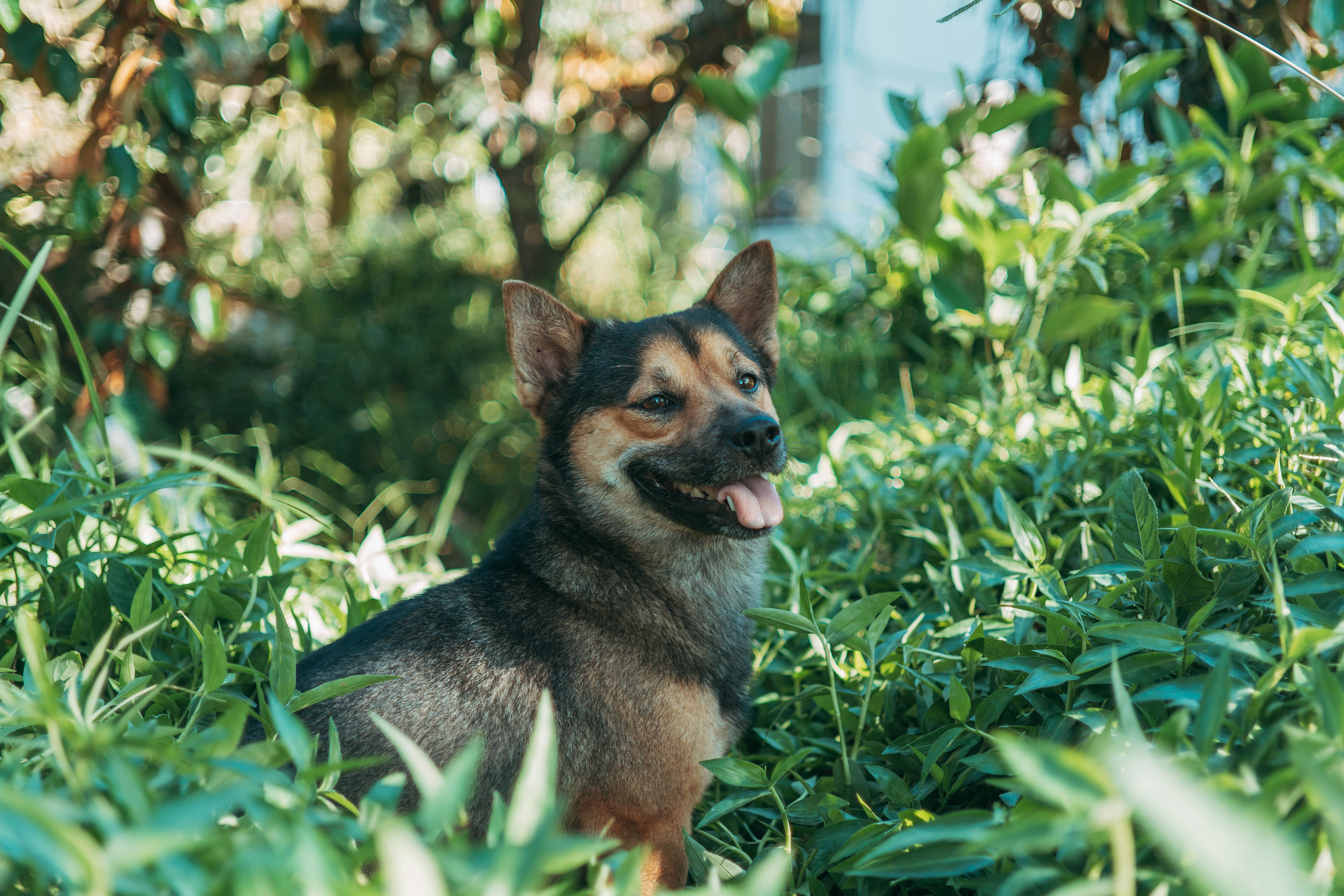 Small Dog Sitting in Lush Greenery Outdoors · Free Stock Photo