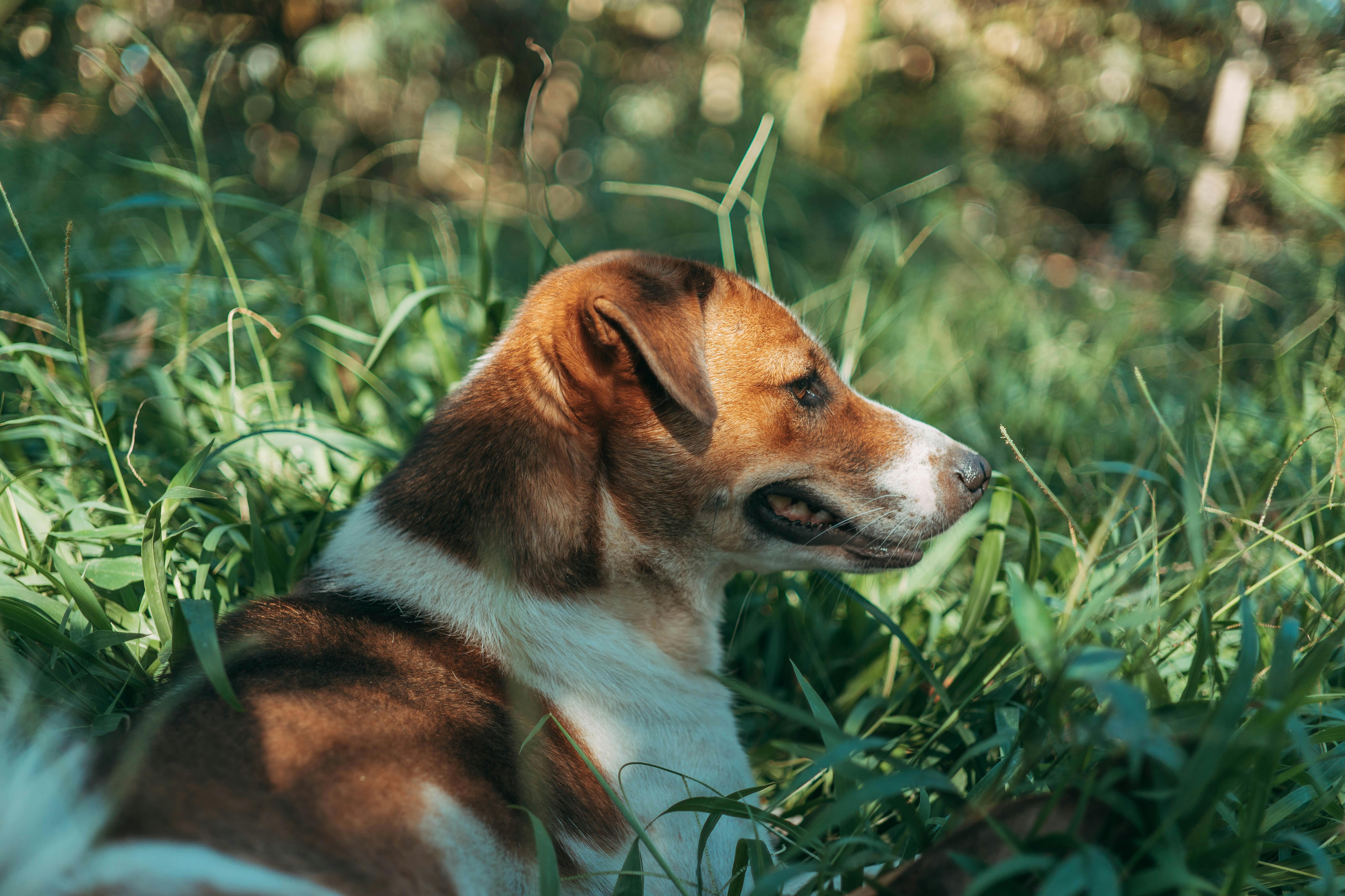 pet lifestyle store — Photo by FOX ^.ᆽ.^= ∫ on Pexels
