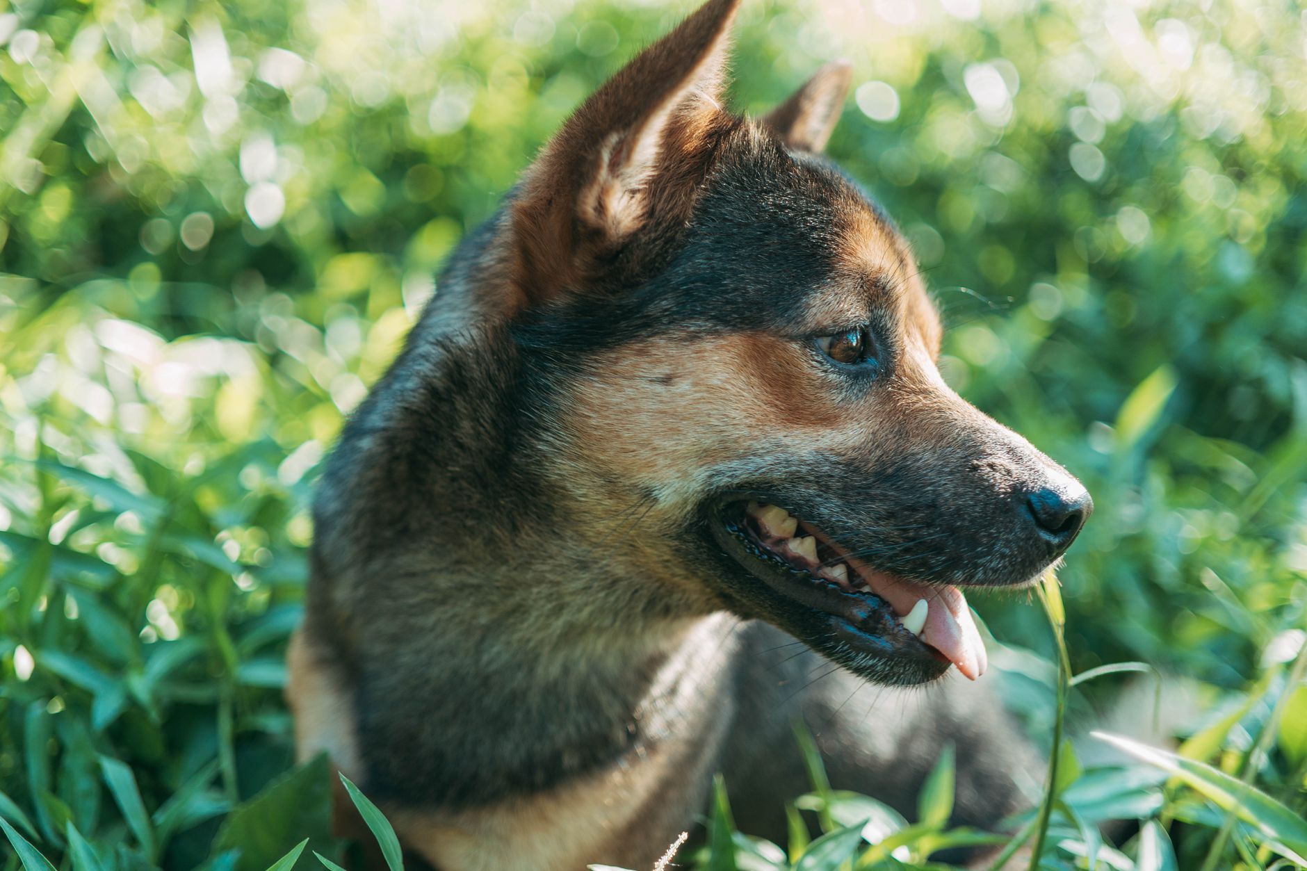 Portrait of a dog at a veterinary clinic