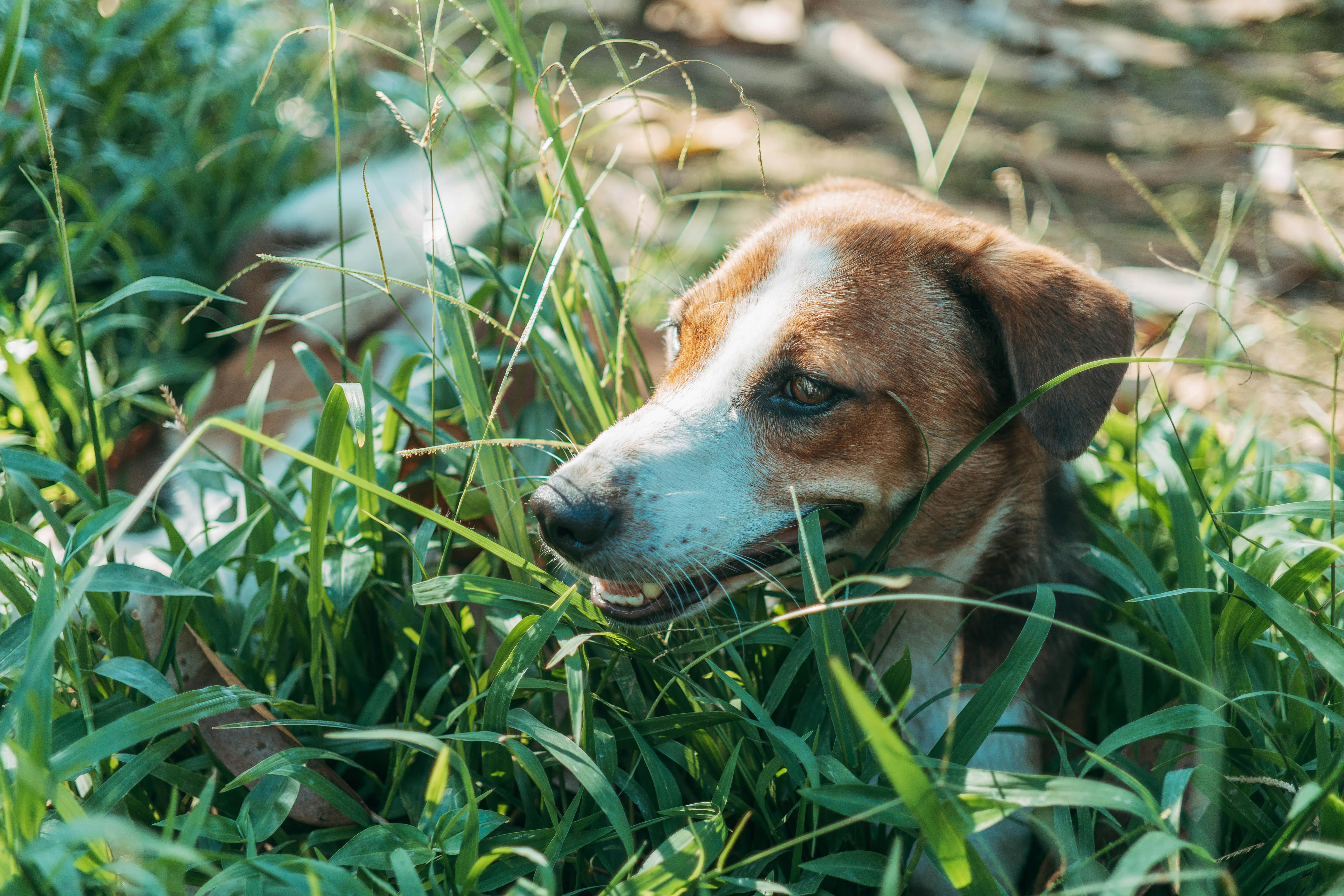 A charming portrait of a brown and white dog resting peacefully in a field of tall green grass under the sun.