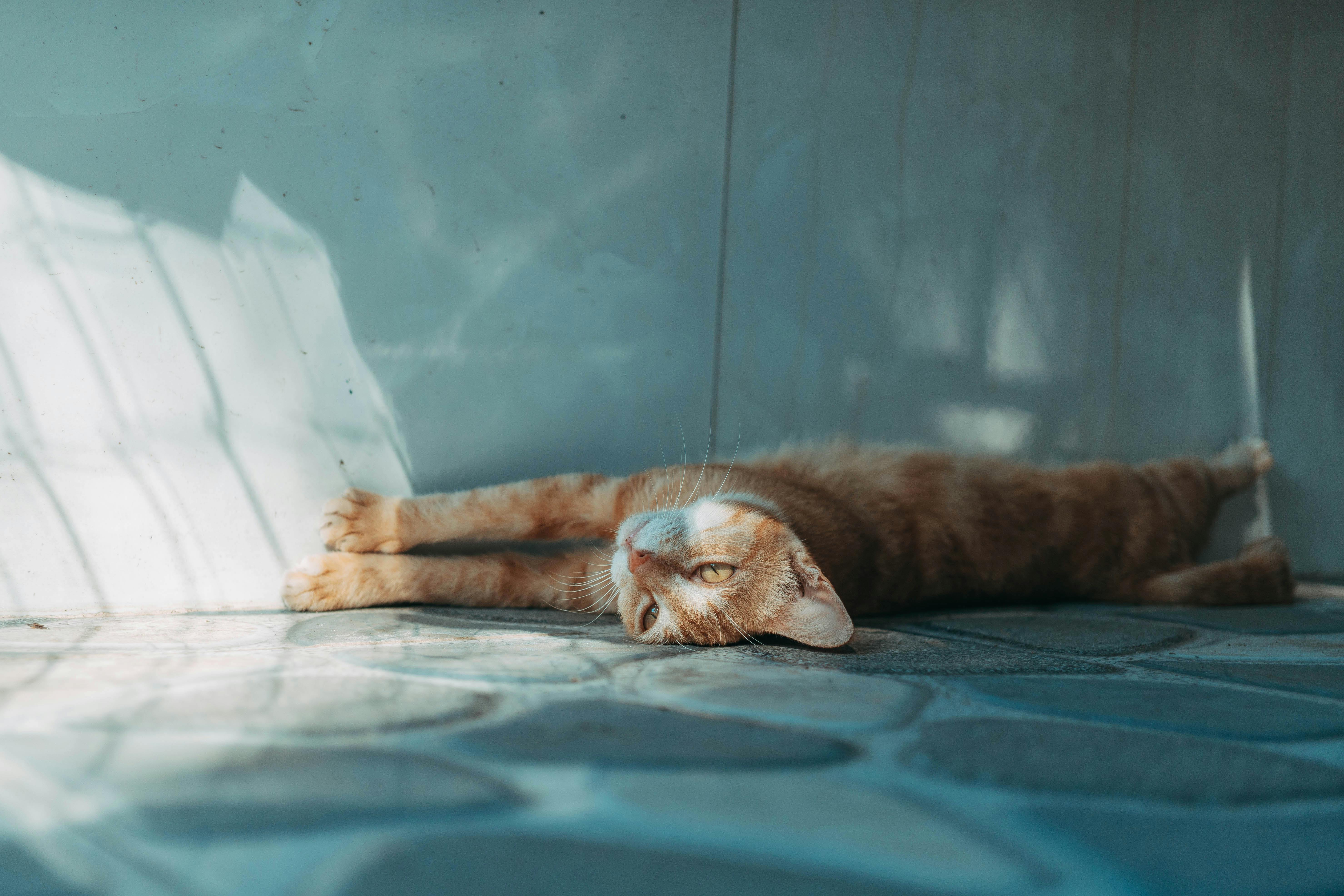 pet insurance pet wellness — Photo by FOX ^.ᆽ.^= ∫ on Pexels