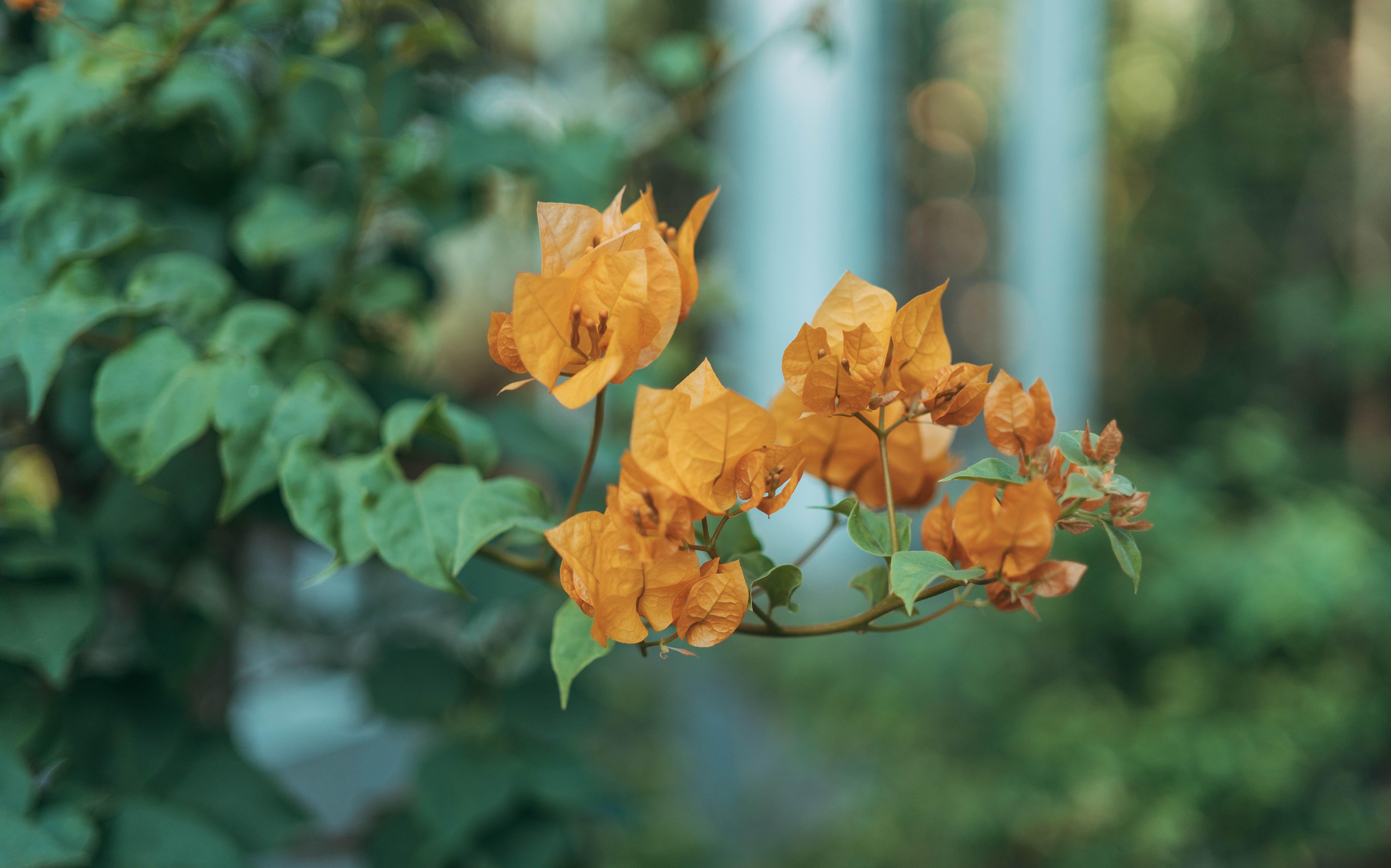 [ColoSach]-close-up-of-vivid-orange-bougainvillea-flower-against-green-foliage-creating-a-colorful,-serene-outdoor-scene.