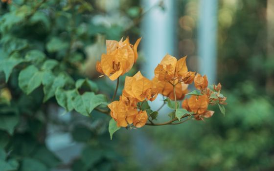 Close-up of vivid orange bougainvillea flower against green foliage creating a colorful, serene outdoor scene.