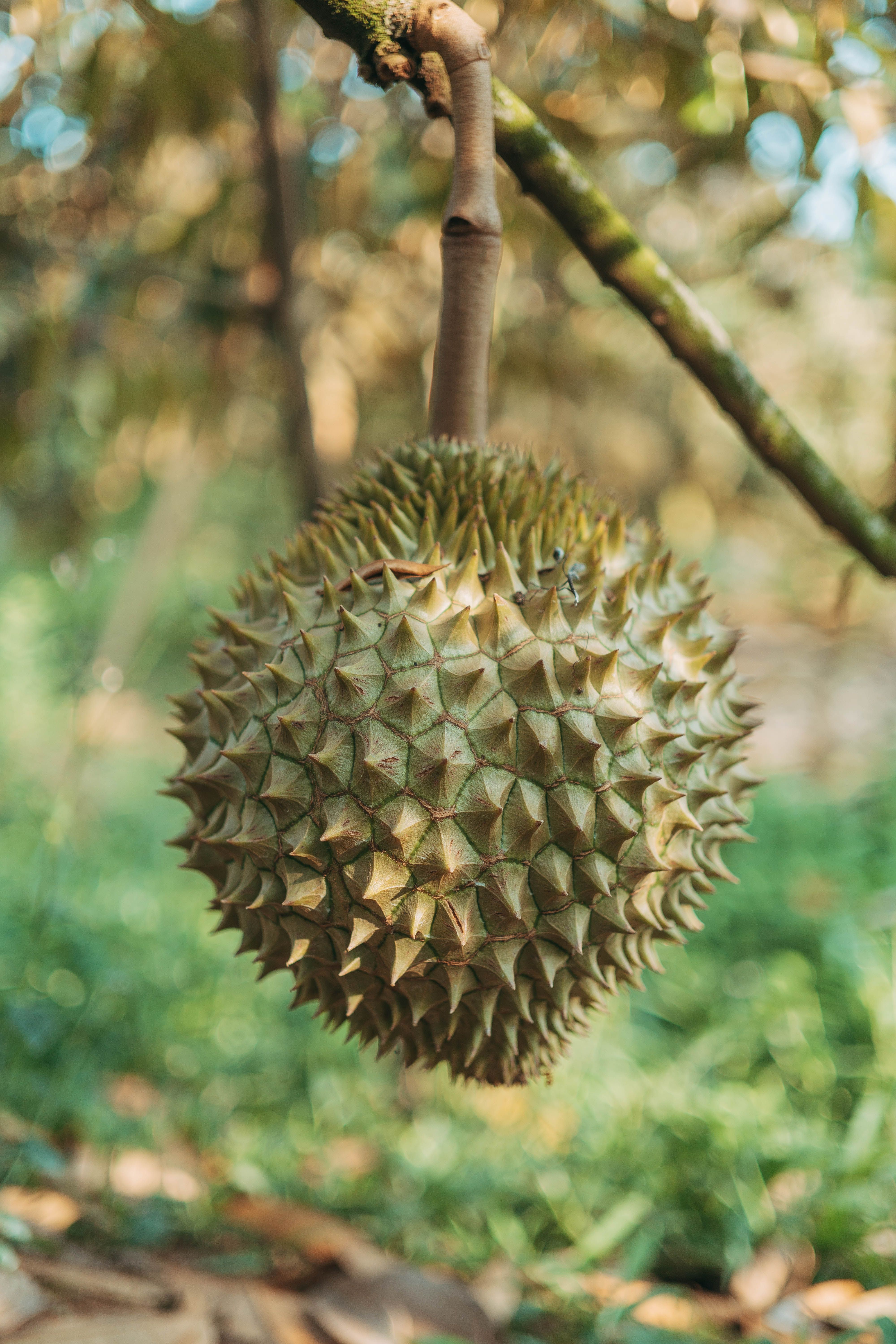 Vietnamese Coffee Farmers Shift to Durian Boom