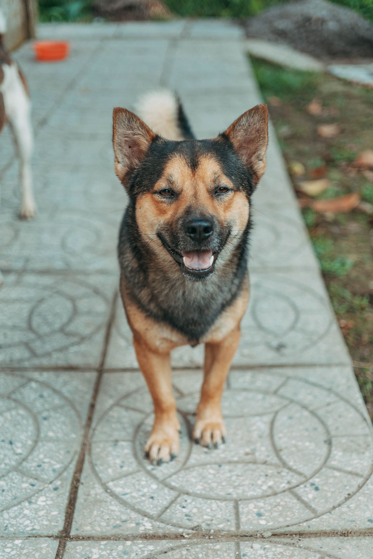 屋外の小道に立つ柴犬