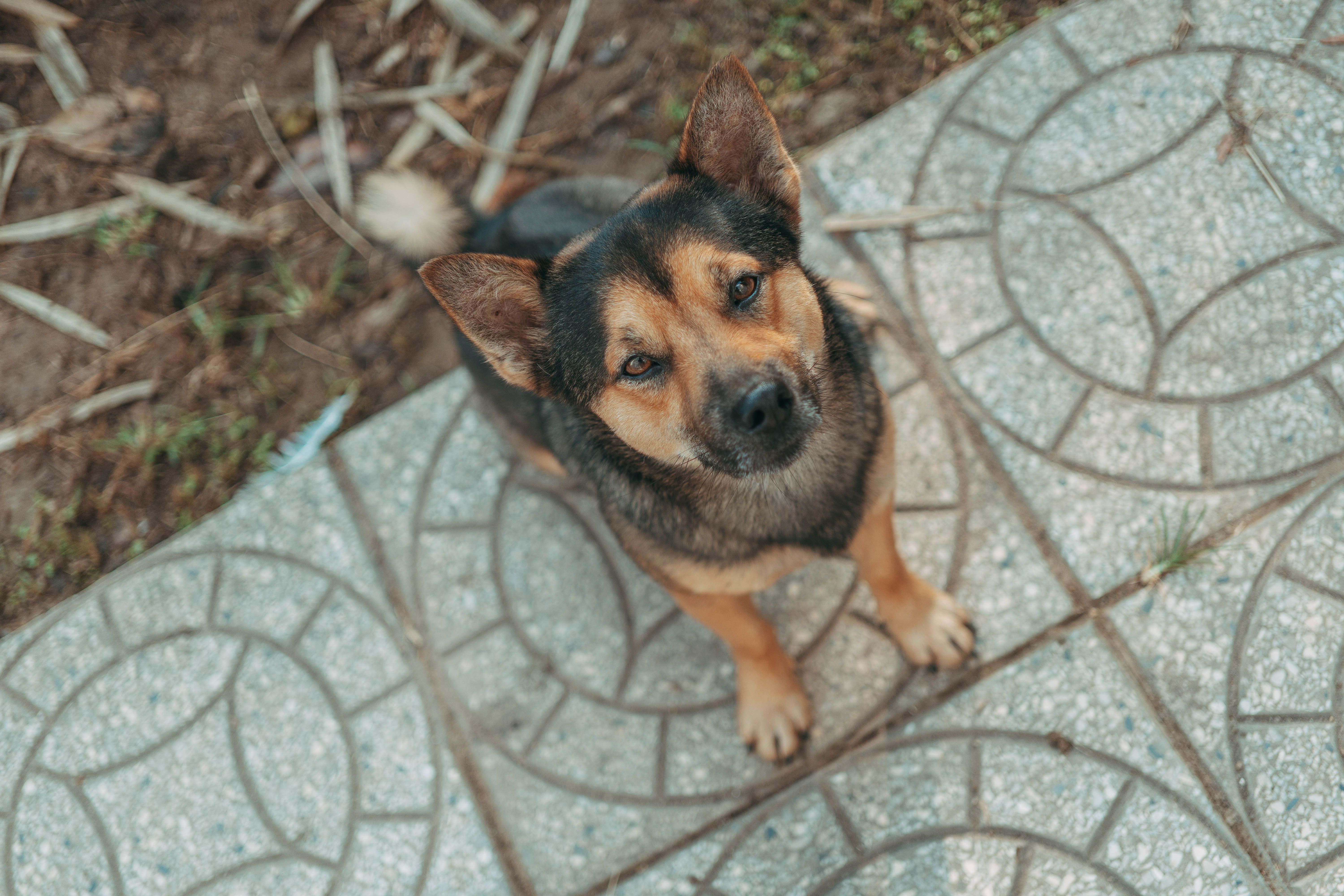 Pet Insurance for DNA Breed and Health Testing UK 2026