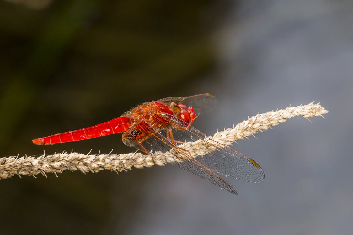 Free Scarlet Dragonfly in Close-Up Photography Stock Photo