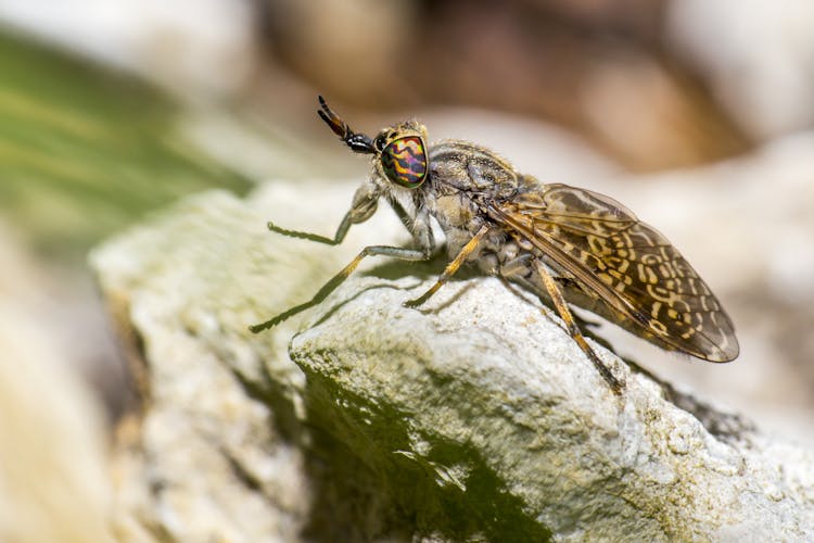 Horse Fly On The Stone